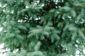 Fluffy branches of spruce on a winter background. Wallpaper. Place for text and design. Christmas ornament.