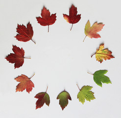 Circle of leaves from a Snowball tree showing colors of the passing seasons