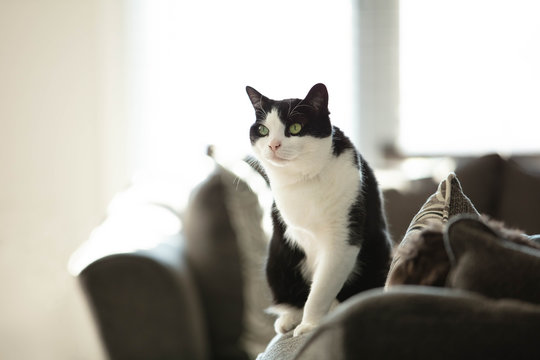 Three leg cat portrait