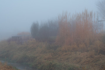Foggy Morning in a Garden