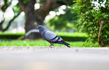 Pigeon or dove bird standing in green park.