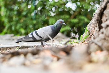 Pigeon or dove bird standing in green park.