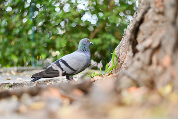 Pigeon or dove bird standing in green park.