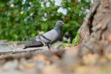 Pigeon or dove bird standing in green park.