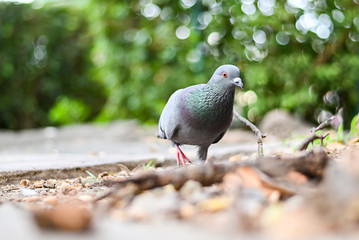 Pigeon or dove bird standing in green park.