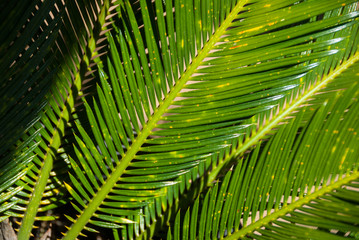 cycad plant in midday sun