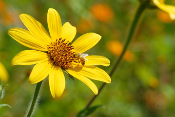 flor de alcahuale con abeja