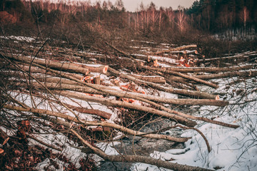 Folded trees lie in a stream in winter. Orange sawdust and shavi