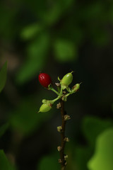 Erythroxylum coca at garden