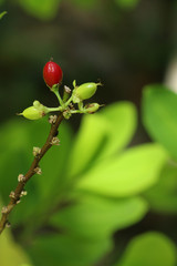 Erythroxylum coca at garden