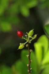 Erythroxylum coca at garden
