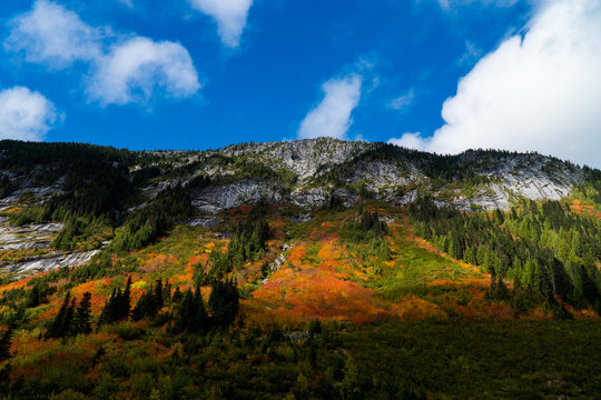 Bright fall colours on an alpine slope