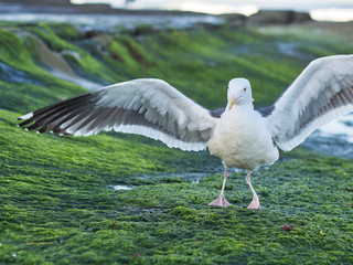 Seagull on the beach