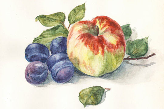 watercolor apple, blue plums on a white background with green leaves