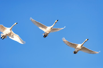 【新潟県瓢湖】白鳥が越冬のために訪れる瓢湖はラムサール条約登録湿地