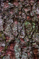 close-up bark of spruce
