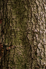 close-up bark of spruce