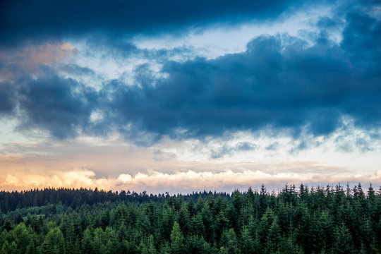 Fototapeta spruce forest landscape