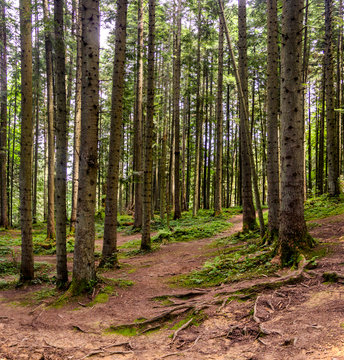 Fototapeta a spruce forest