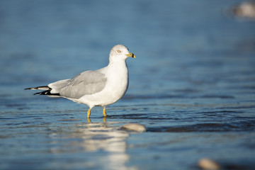 Ring-billed Gull