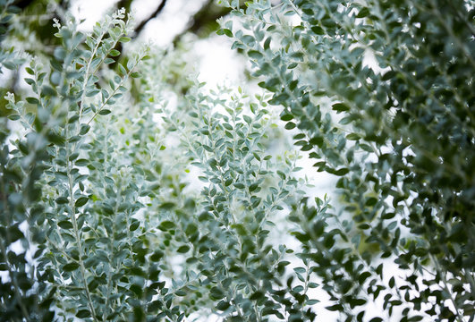 The leaves of Uruguay the background, in the plant theme park
