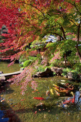 Autumn at a Shinto shrine in Tokyo, Japan