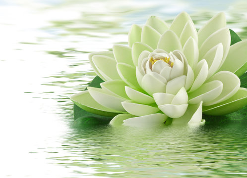 N&eacute;nuphar 