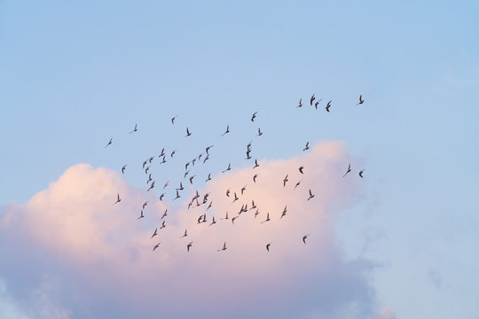 low angle view of birds flying in sky