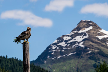 eagle with mountain