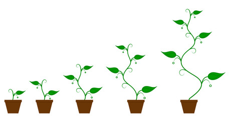 Vector illustration of a set of green icons - plant growth phase in a pot isolated on white background. Planting tree process, business concept flat design