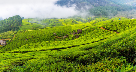 Obraz premium Panoramic beautiful tea plantations in hills near Munnar, Kerala, India.