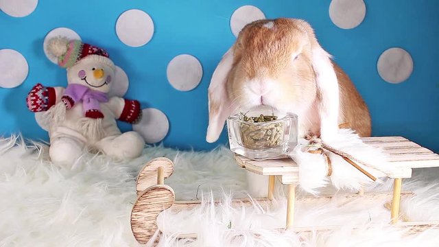 Snow winter snowman sled pet animal rabbit lop christmas bunny kit