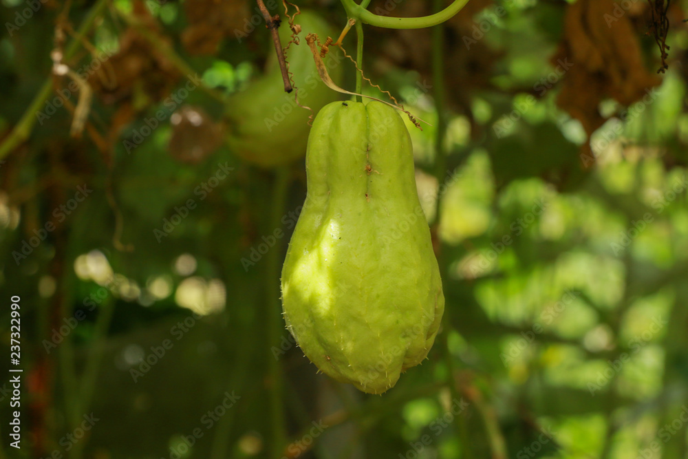 Canvas Prints Chayote at farm