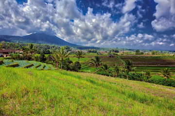 Fototapeta na wymiar Rice terraces of Bali, Indonesia