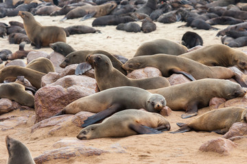 Cape fur Seal colony at Cape Cross, Namibia, breading season.