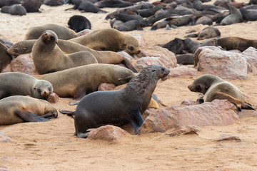 Naklejka premium Cape fur Seal colony at Cape Cross, Namibia, breading season.