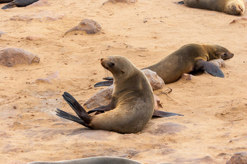 Obraz premium Cape fur Seal colony at Cape Cross, Namibia, breading season.