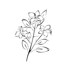 sprig with flowers on the stem with leaves in black lines on a white background