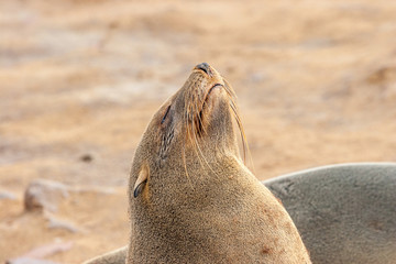 Cape fur Seal colony at Cape Cross, Namibia, breading season.