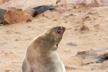 Cape fur Seal colony at Cape Cross, Namibia, breading season.