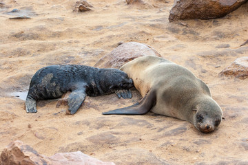 Obraz premium Cape fur Seal colony at Cape Cross, Namibia, breading season.