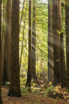 California Redwoods