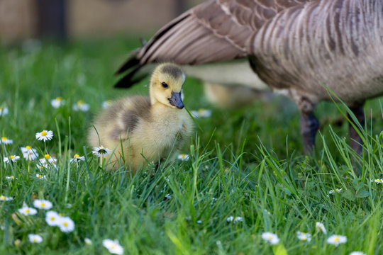 Young canadian goose