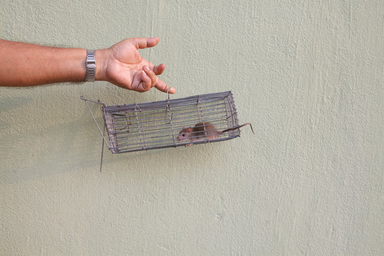 A rat is trapped in a cage