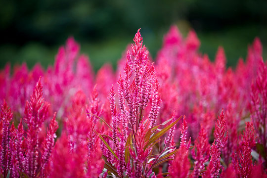 Close up of red flowers, in botanical theme park
