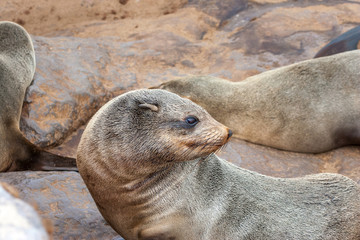 Fototapeta premium Cape fur Seal colony at Cape Cross, Namibia, breading season.