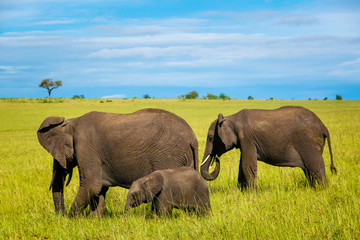 Naklejka na ściany i meble Group of african elephants walking on the savannah 