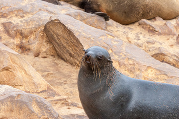 Cape fur Seal colony at Cape Cross, Namibia, breading season.