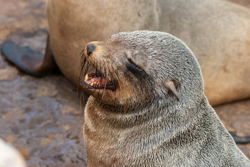 Naklejka premium Cape fur Seal colony at Cape Cross, Namibia, breading season.