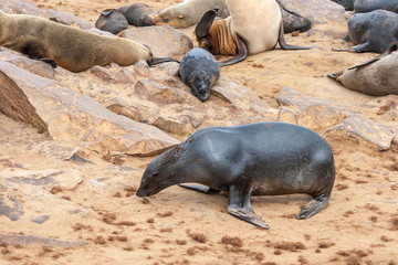 Cape fur Seal colony at Cape Cross, Namibia, breading season.